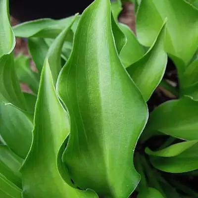 Хоста ГАРРИ ВАН ТРИЕР в Минске