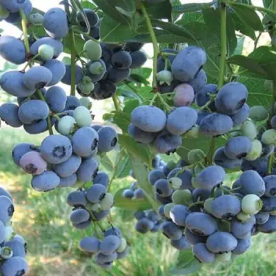 Голубика ЛИБЕРТИ в Минске