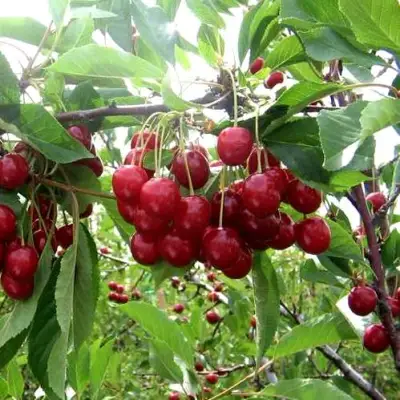 Вишня ТУРГЕНЕВКА в Минске