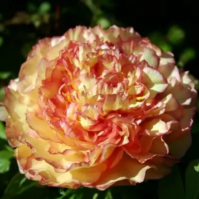 Пион ЗОЛОТАЯ РОССЫПЬ древовидный в Минске