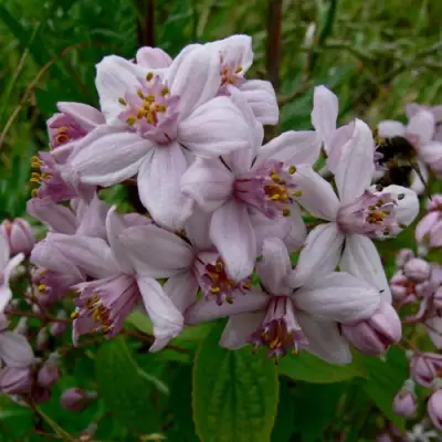 Дейция МОУНТ РОУЗ в Минске