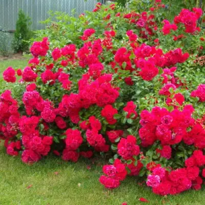 Роза РАДОСТЬ САДОВНИКА (ГАРТЕН ФРОЙДЕ) почвопокровная в Минске