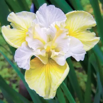 Ирис ЙЕЛЛОУ ТЕЙЛ сибирский в Минске