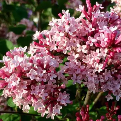 Сирень РЕД ПИКСИ в Минске