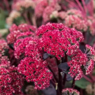 Очиток (седум) РЕД КАУЛИ в Минске