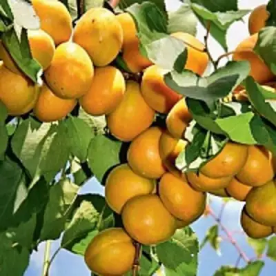 Абрикос БРЯНСКИЙ РАННИЙ в Минске