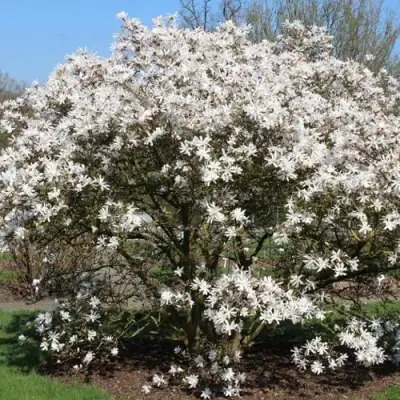 Магнолия КОБУС в Минске