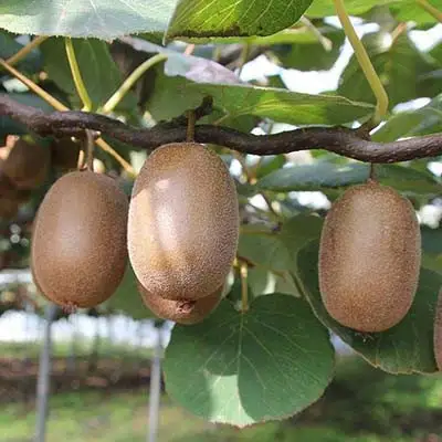 Актинидия ЗАКАРПАТЬЕ киви в Минске