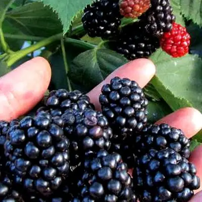 Ежевика ЭВЕРГРИН бесшипная  в Минске