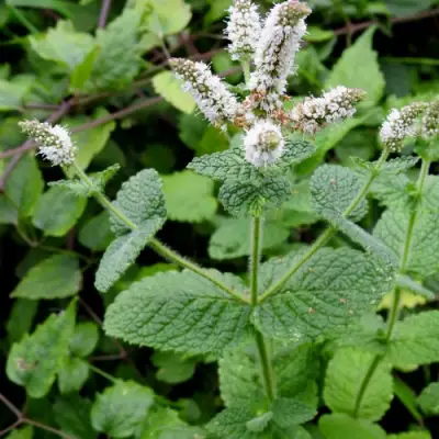 Мята яблочная в Минске