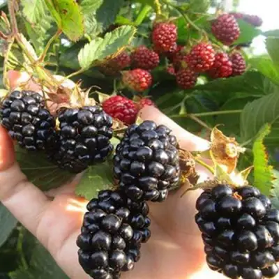 Ежевика НАВАХО бесшипная  в Минске