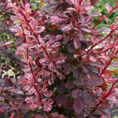 Барбарис РОУЗ ГЛОУ тунберга в Минске