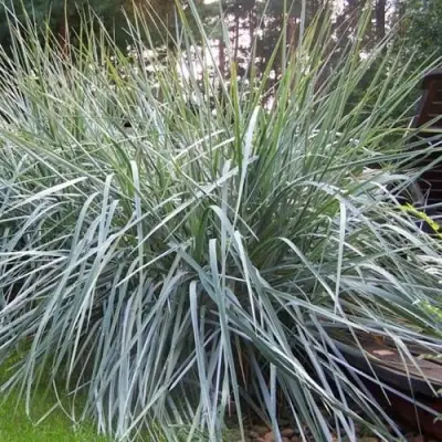 Элимус БЛЮ ДЮН песчаный в Минске