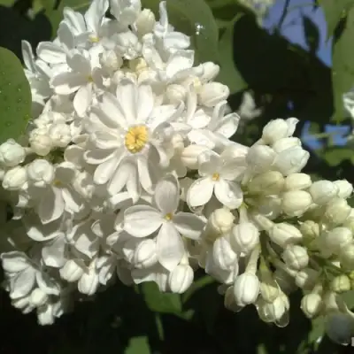 Сирень РОЧЕСТЕР в Минске