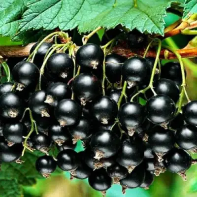 Смородина черная АТЛАНТ в Минске