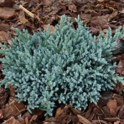 Можжевельник БЛЮ СПАЙДЕР чешуйчатый в Минске