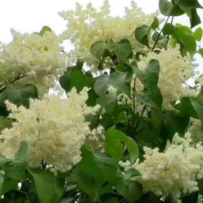 Сирень АМУРСКАЯ в Минске