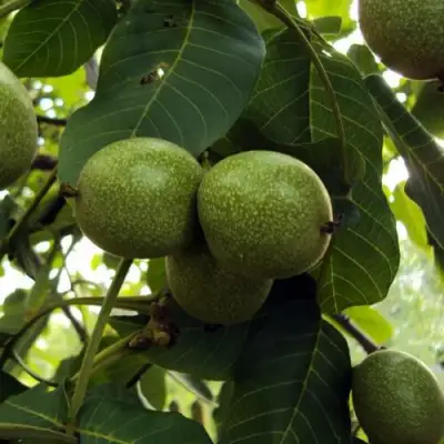 Грецкий орех ПИНСКИЙ в Минске