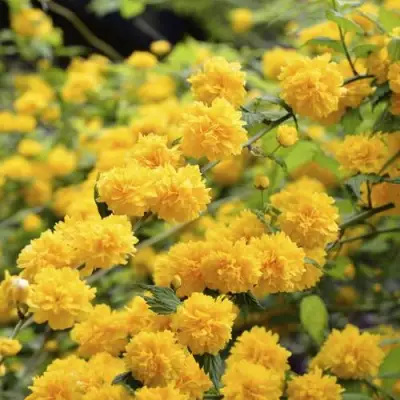 Керрия японская АУРЕОВАРИЕГАТТА в Минске