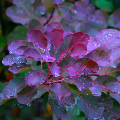 Скумпия ГРЕЙС в Минске