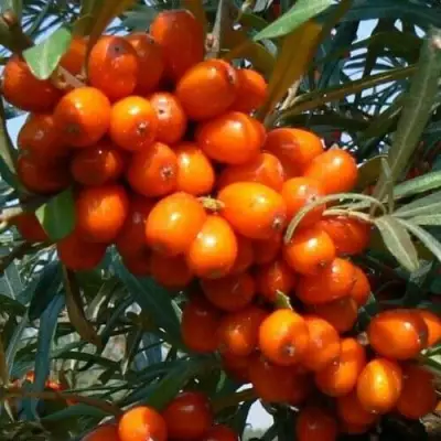 Облепиха ПЛАМЕННАЯ в Минске