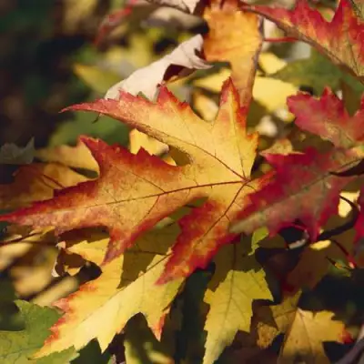 Клен серебристый в Минске