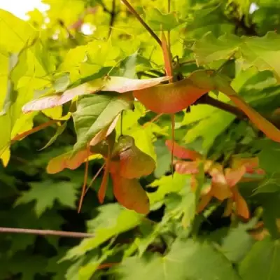 Клен ложноплатановый в Минске