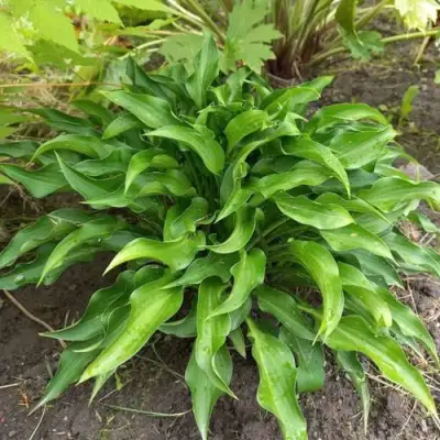 Хоста ГАРРИ ВАН ТРИЕР в Минске