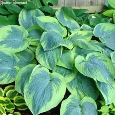 Хоста ТОКУДАМА ФЛАВОЦИРЦИНАЛИС гибридная в Минске