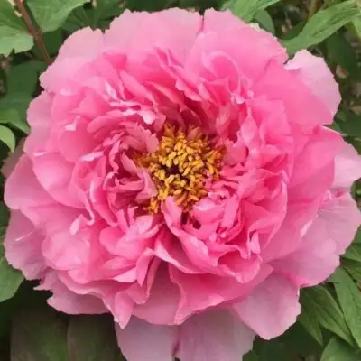 Пион РОЗОВЫЙ ЛОТОС древовидный в Минске