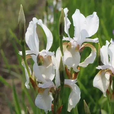 Ирис АЛЬБА сибирский в Минске