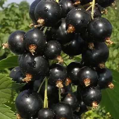 Смородина черная ИСКУШЕНИЕ в Минске