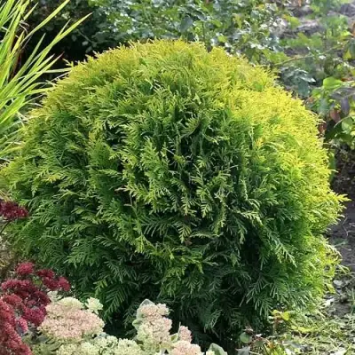 Туя ЕЛЛОУ ГЛОБ западная в Минске