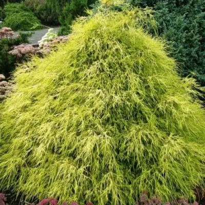 Кипарисовик ФИЛИФЕРА АУРЕА горохоплодный в Минске