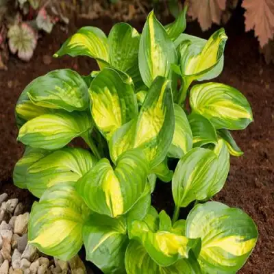 Хоста ЭМЕРАЛЬД ЧАРДЖЕР гибридная в Минске