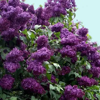 Сирень ИНДИЯ в Минске