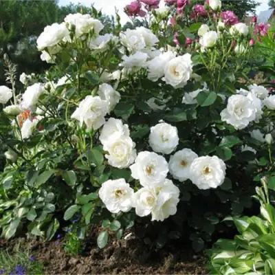 Роза АЛАБАСТЕР флорибунда в Минске