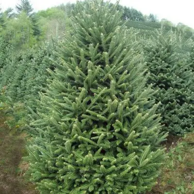 Пихта ФРАЗЕРА в Минске