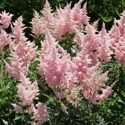 Астильба ГЛИТТЕР ЭНД ГЛАМУР китайская в Минске