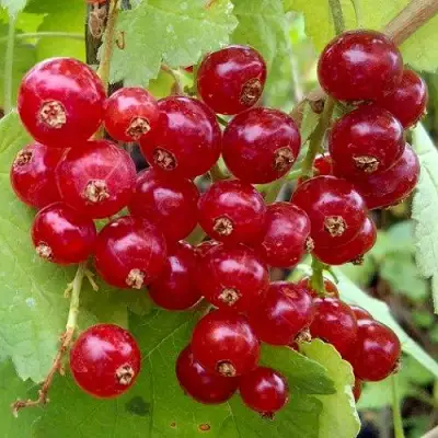 Смородина красная РОНДОМ в Минске