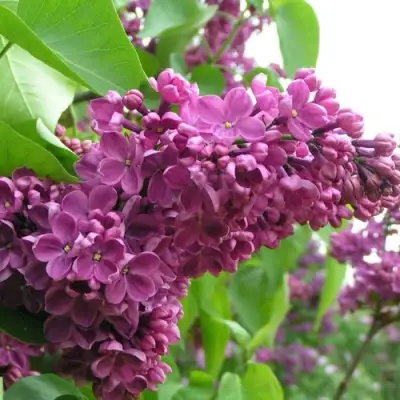 Сирень ДЕНЬ ПОБЕДЫ в Минске