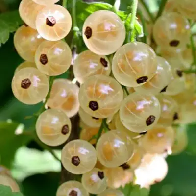 Смородина белая ВИКСНЕ БЕЛАЯ в Минске