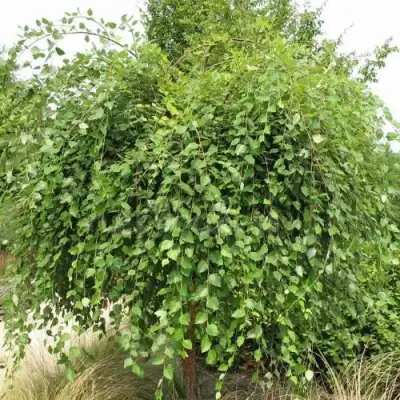 Береза САММЕР КАСКАД черная в Минске