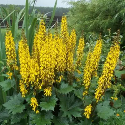 Бузульник ПРЖЕВАЛЬСКОГО в Минске