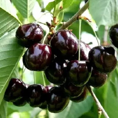 Дюк НОЧКА в Минске