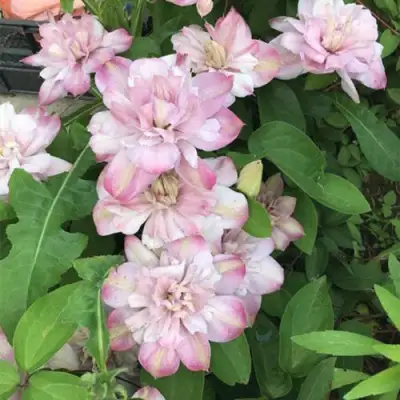 Клематис ИННОСЕНТ БЛАШ в Минске