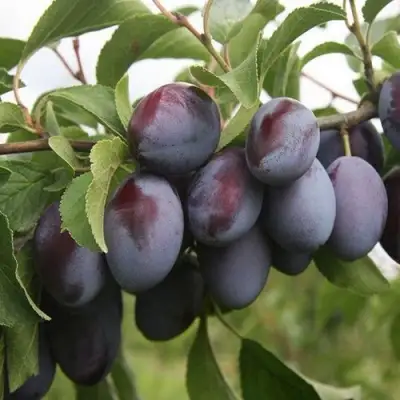 Слива РЕНКЛОД в Минске