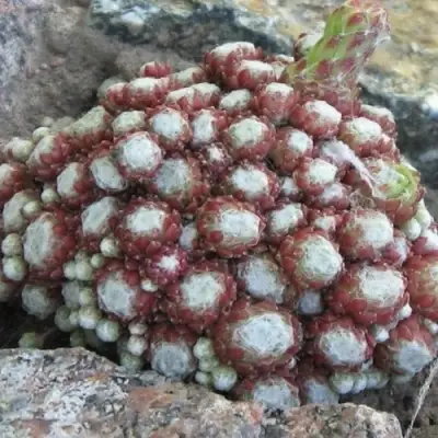 Молодило ГНАФАЛИУМ в Минске