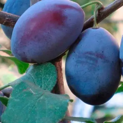 Слива СМОЛИНКА в Минске