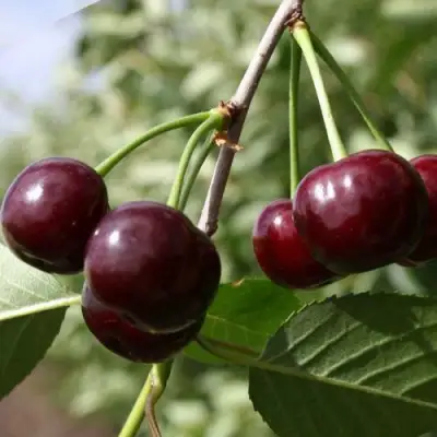 Вишня ЖАДАНА в Минске